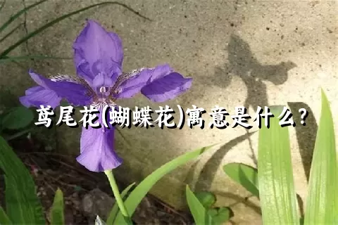 鸢尾花(蝴蝶花)寓意是什么？