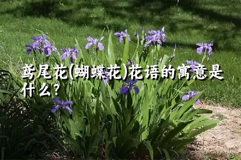 鸢尾花(蝴蝶花)花语的寓意是什么？