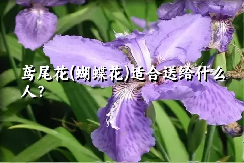 鸢尾花(蝴蝶花)适合送给什么人？