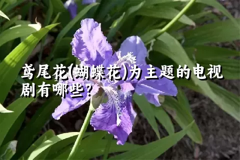 鸢尾花(蝴蝶花)为主题的电视剧有哪些？