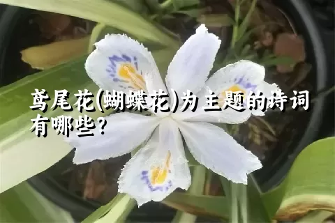 鸢尾花(蝴蝶花)为主题的诗词有哪些？