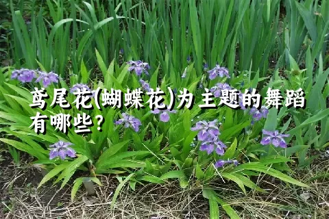 鸢尾花(蝴蝶花)为主题的舞蹈有哪些？