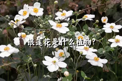 银莲花是什么植物?