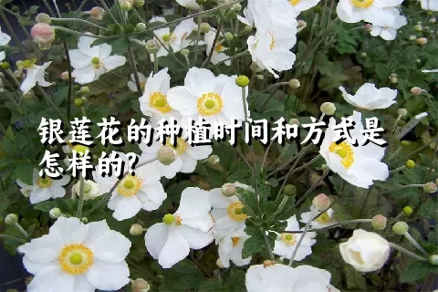 银莲花的种植时间和方式是怎样的?