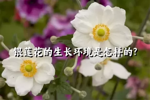 银莲花的生长环境是怎样的?