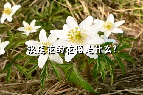 银莲花的花语是什么?