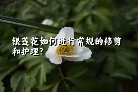 银莲花如何进行常规的修剪和护理?