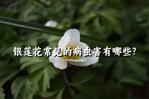 银莲花常见的病虫害有哪些?