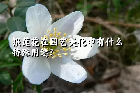 银莲花在园艺美化中有什么特殊用途?