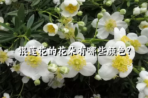 银莲花的花朵有哪些颜色?