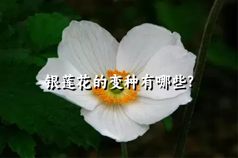 银莲花的变种有哪些?