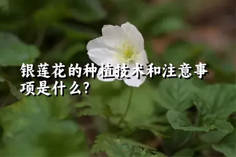 银莲花的种植技术和注意事项是什么?