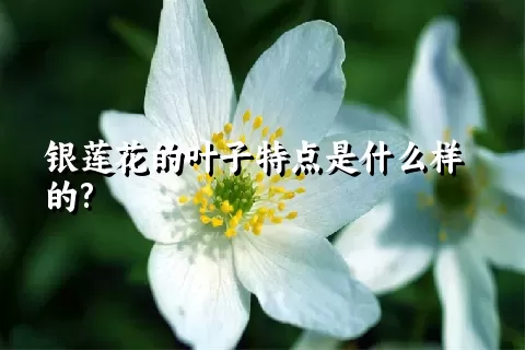 银莲花的叶子特点是什么样的?