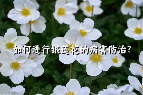 如何进行银莲花的病害防治?