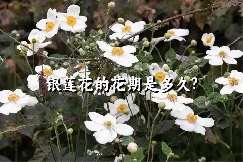 银莲花的花期是多久?