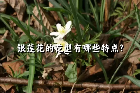 银莲花的花型有哪些特点?