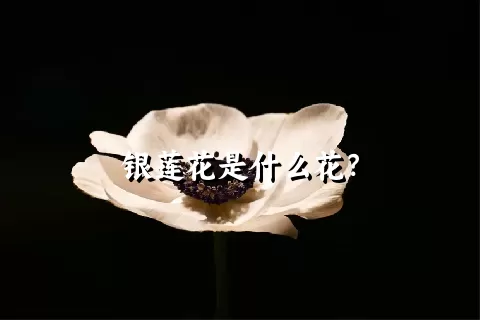 银莲花是什么花？