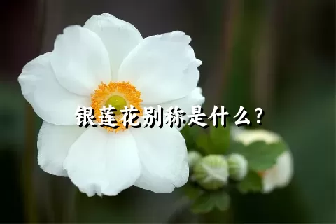 银莲花别称是什么？