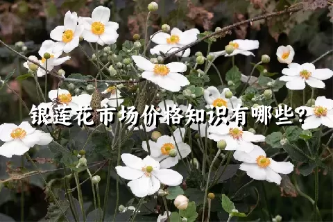 银莲花市场价格知识有哪些？