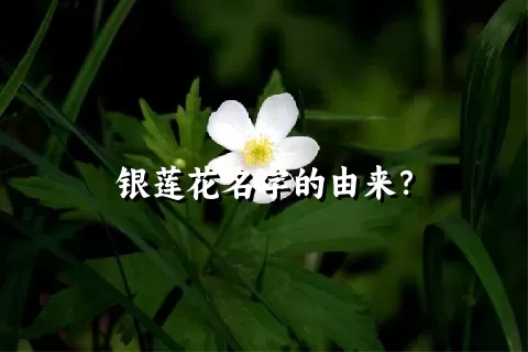 银莲花名字的由来？