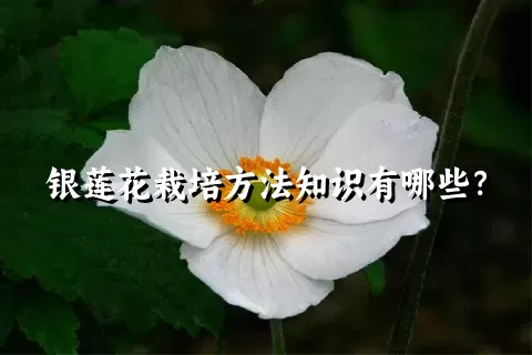 银莲花栽培方法知识有哪些？