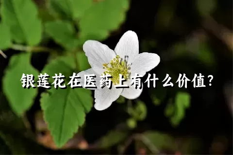 银莲花在医药上有什么价值？