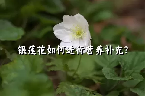 银莲花如何进行营养补充？