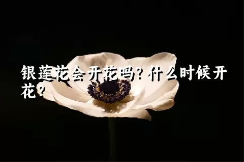 银莲花会开花吗？什么时候开花？