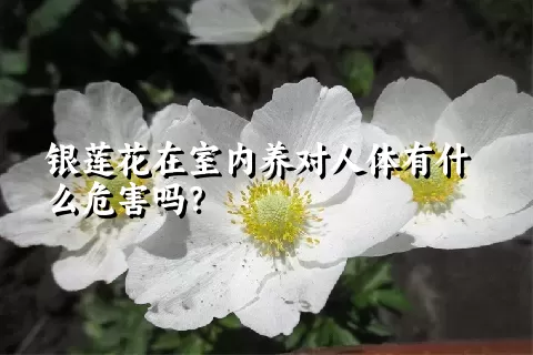 银莲花在室内养对人体有什么危害吗？