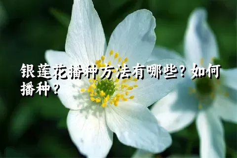 银莲花播种方法有哪些？如何播种？