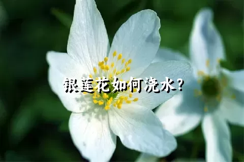 银莲花如何浇水？