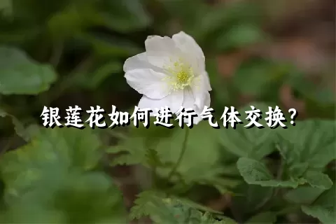 银莲花如何进行气体交换？