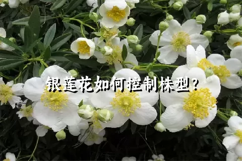 银莲花如何控制株型？