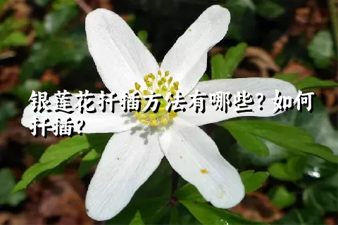 银莲花扦插方法有哪些？如何扦插？