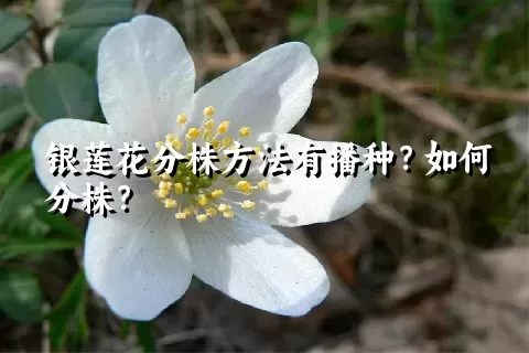 银莲花分株方法有播种？如何分株？