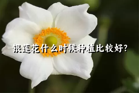 银莲花什么时候种植比较好？