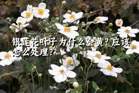 银莲花叶子为什么会黄？应该怎么处理？