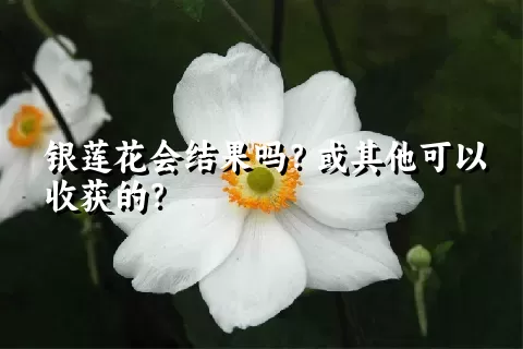 银莲花会结果吗？或其他可以收获的？