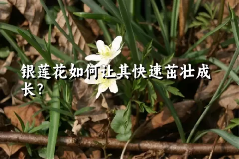 银莲花如何让其快速茁壮成长？