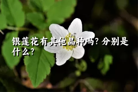 银莲花有其他品种吗？分别是什么？