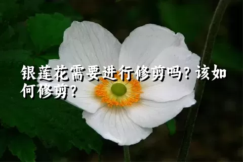 银莲花需要进行修剪吗？该如何修剪？