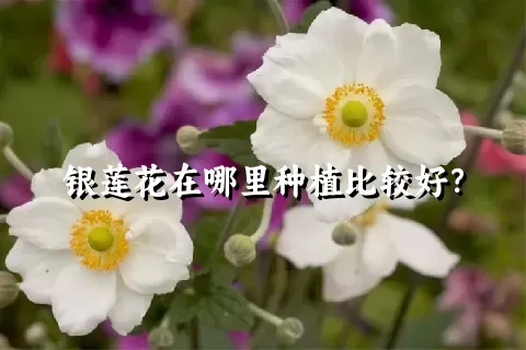 银莲花在哪里种植比较好？