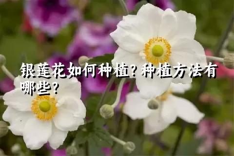 银莲花如何种植？种植方法有哪些？