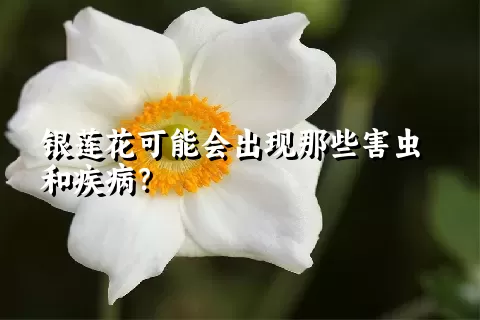 银莲花可能会出现那些害虫和疾病？