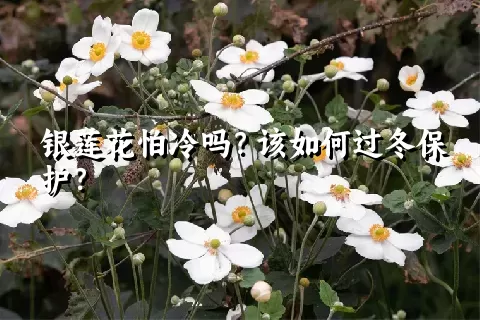 银莲花怕冷吗？该如何过冬保护？