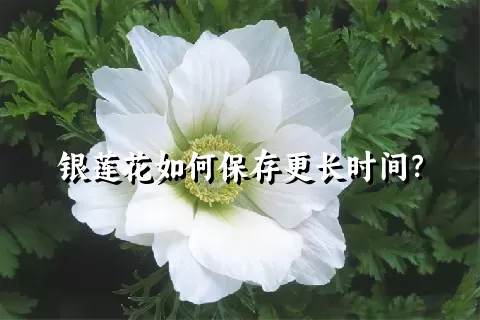 银莲花如何保存更长时间？