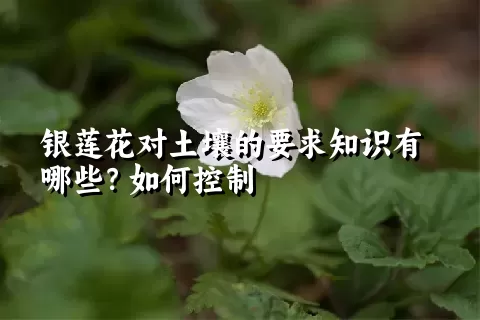 银莲花对土壤的要求知识有哪些？如何控制