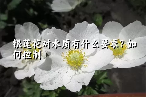 银莲花对水质有什么要求？如何控制