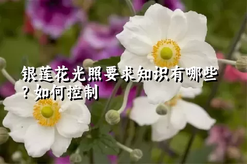 银莲花光照要求知识有哪些？如何控制