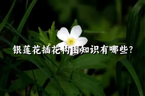 银莲花插花构图知识有哪些？